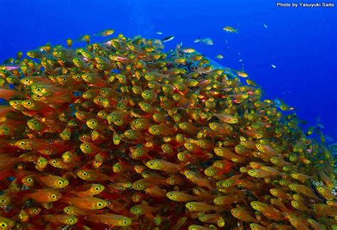 金色 魚|金色な魚たち大集合！｜海のいきもの｜海の生き 